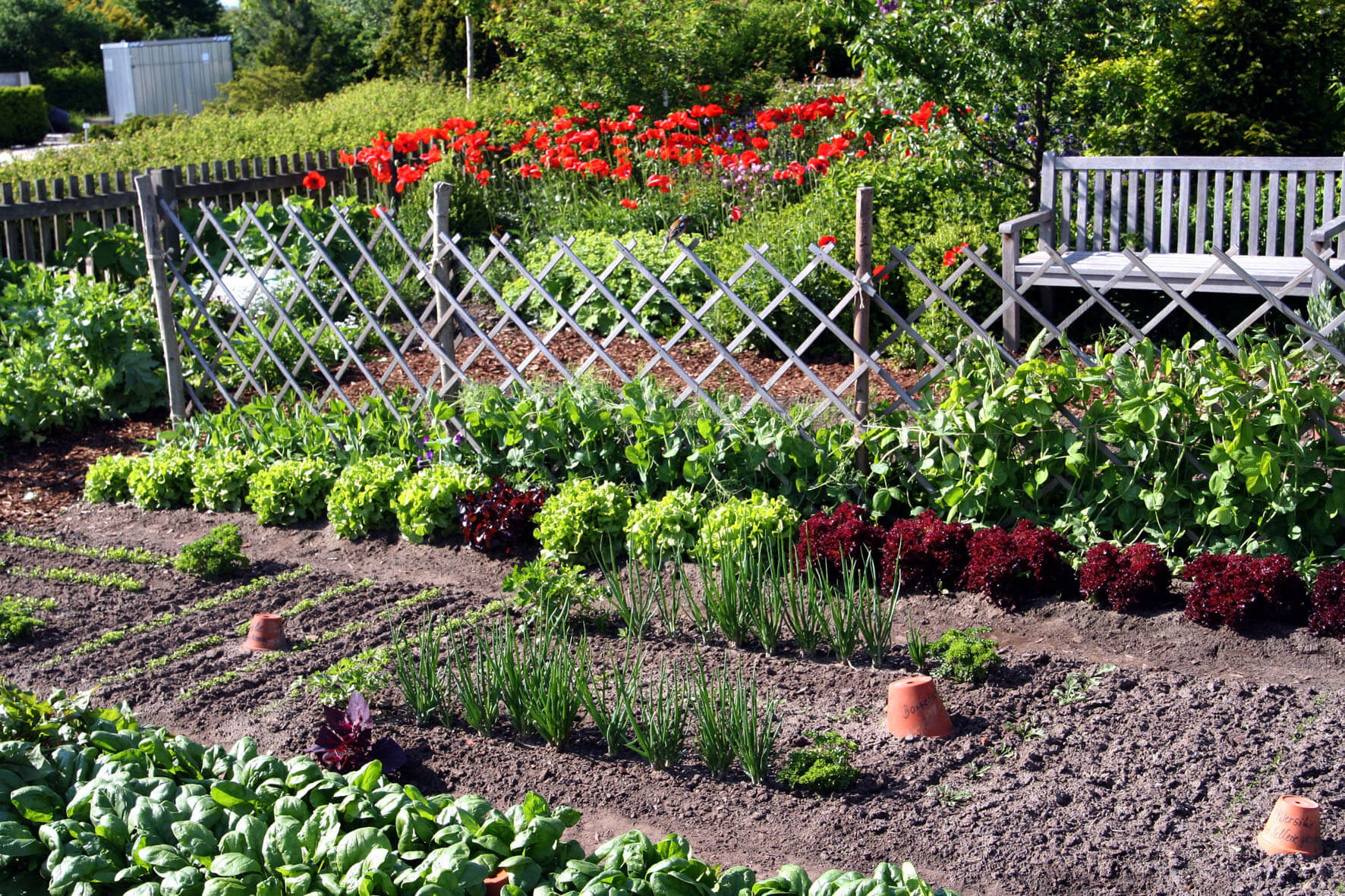 Gemüsebeet mit Spinat, Lauch und Salat - Im Hintergrund eine Bank und Mohnblumen.