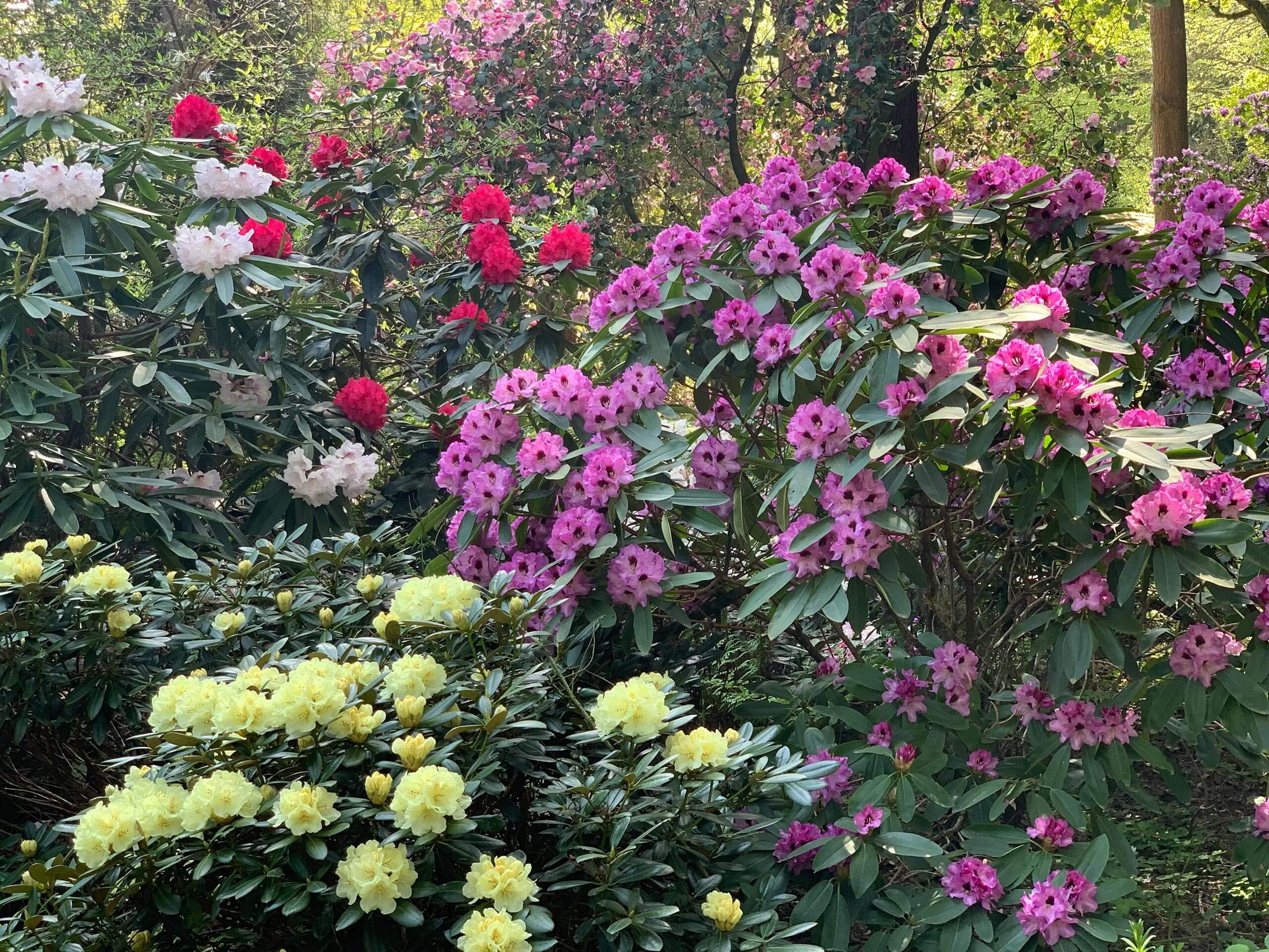 roter rhododendron kaufen Rhododendron 'Karl Naue' Rot kaufen main image 1