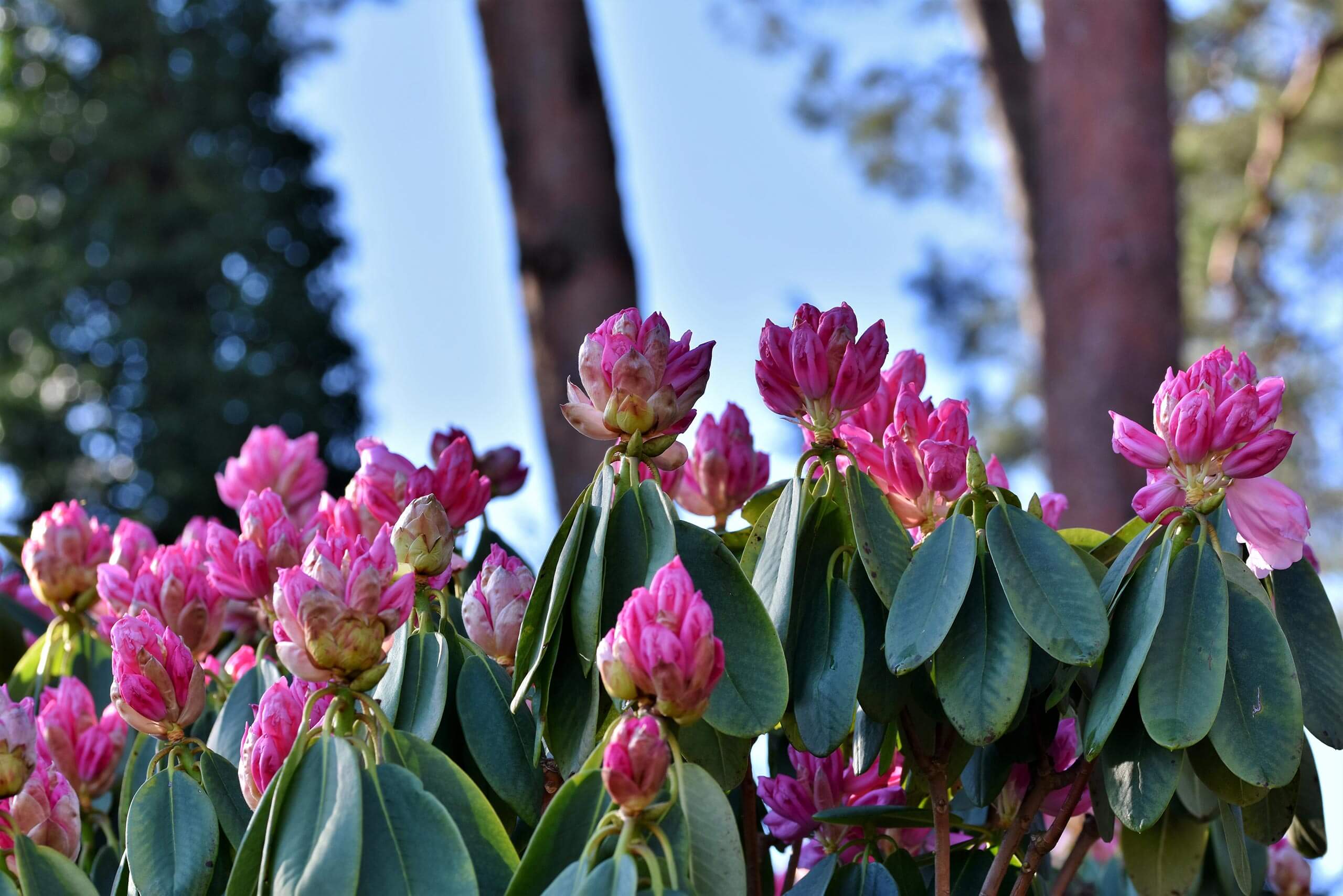 Rhododendron  | Das Wahrzeichen des Ammerlandes