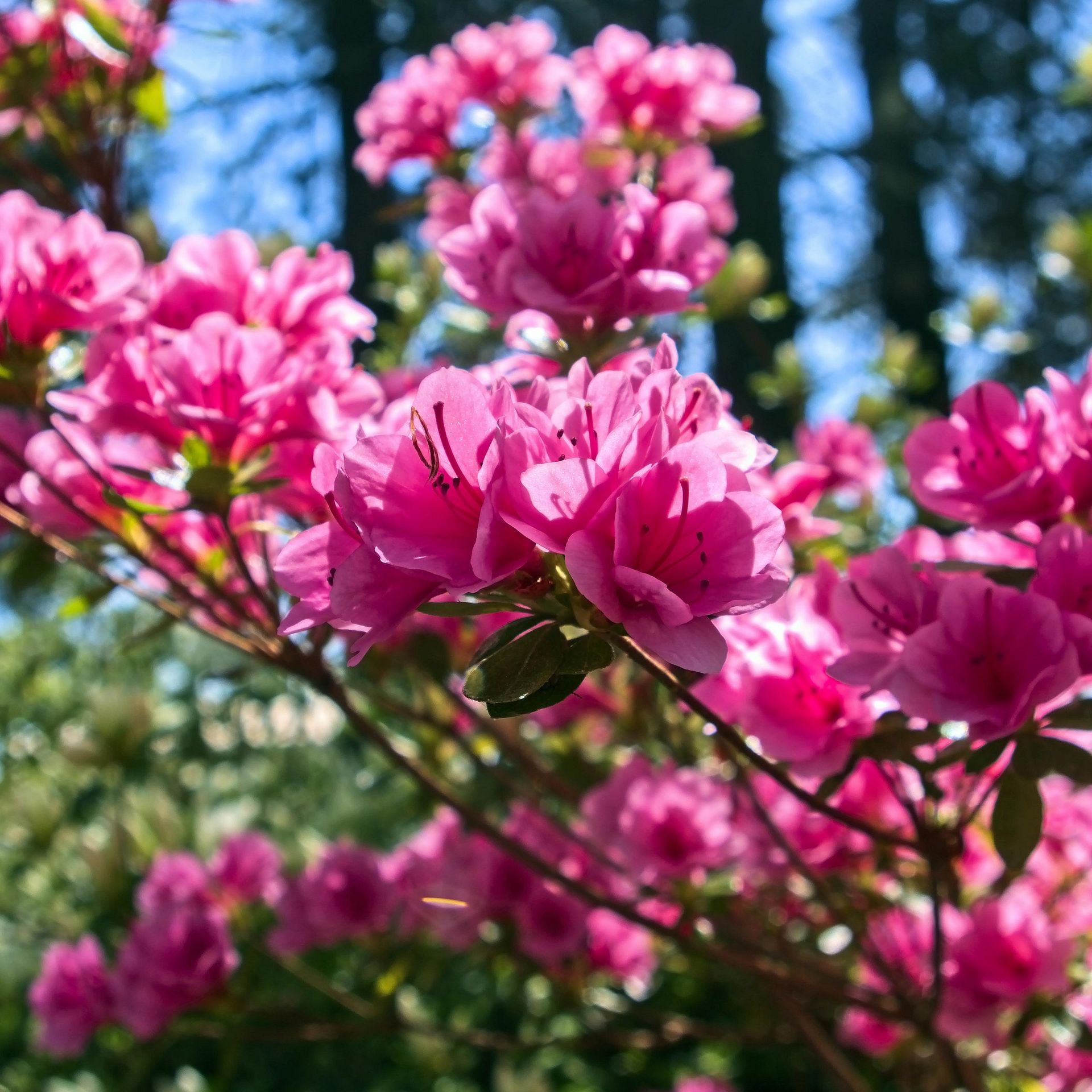 rhododendron aldi Roseum Pink Rhododendron | 3 Gallon main image 0