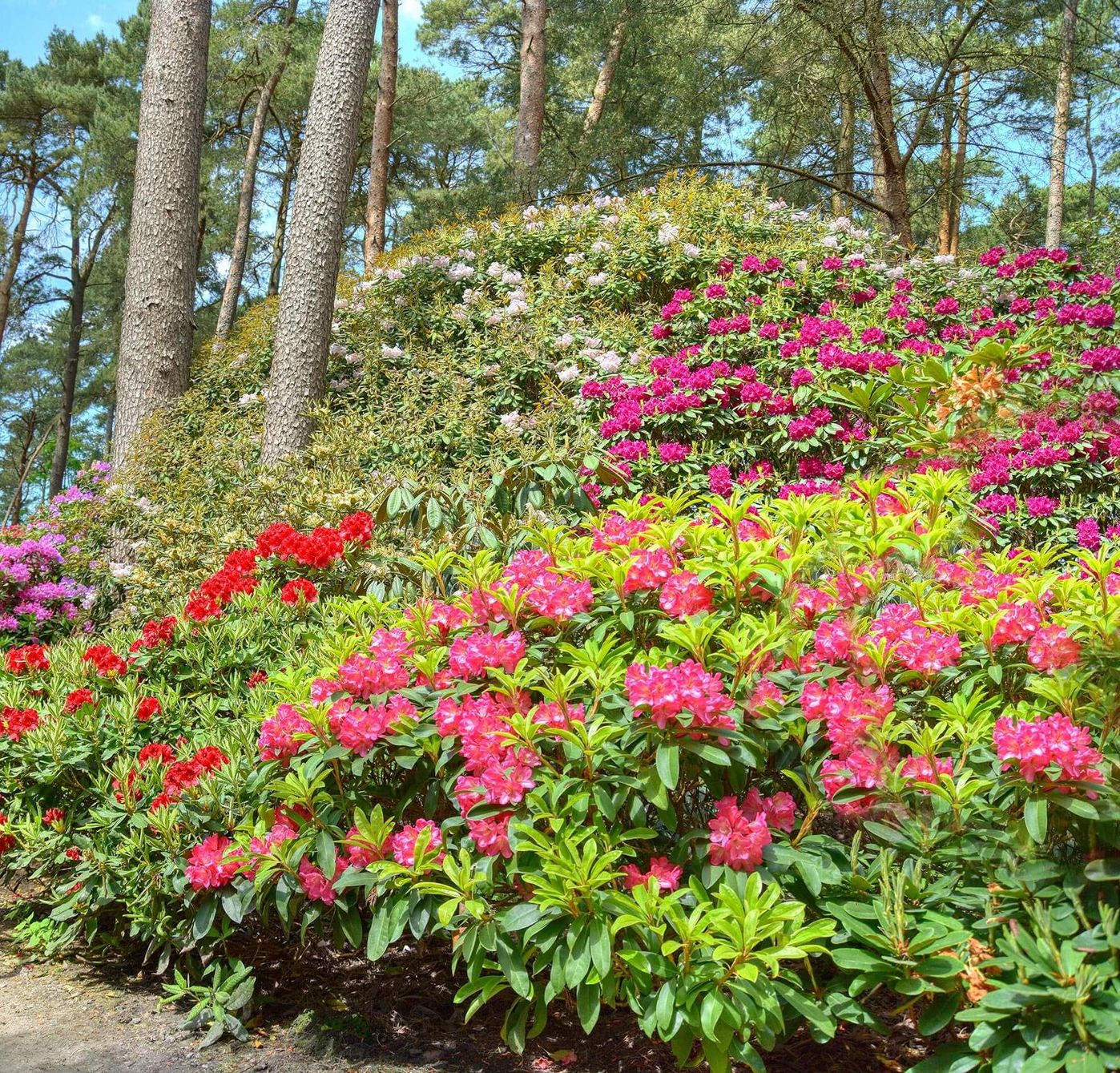 Rhododendron  | Das Wahrzeichen des Ammerlandes