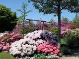 Weiße und rosa Rhododendron blühen im Park der Gärten