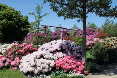 Weiße und rosa Rhododendron blühen im Park der Gärten