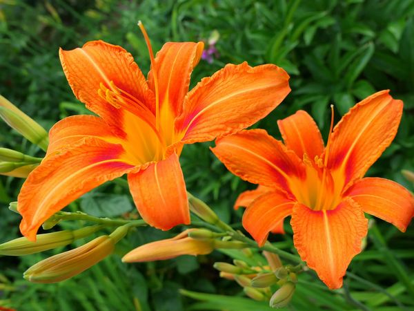 Nahaufnahme zweier orangenen aufgegangenen Blüten der Taglilie.
