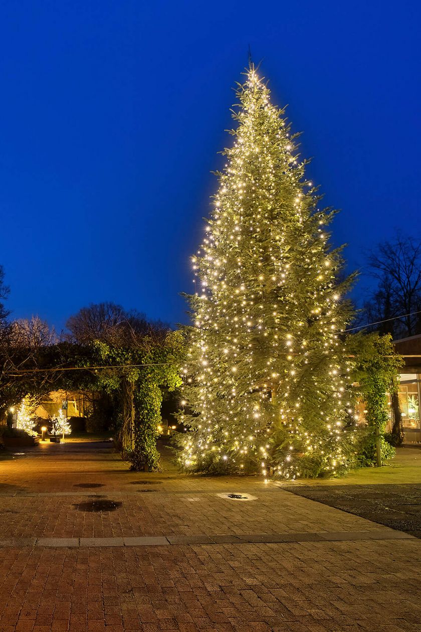 Eine beleuchteter XXL-Tannenbaum in der Dämmerung auf der Terrasse der Wandelhalle. Im Hintergrund leuchten weitere Tannen.